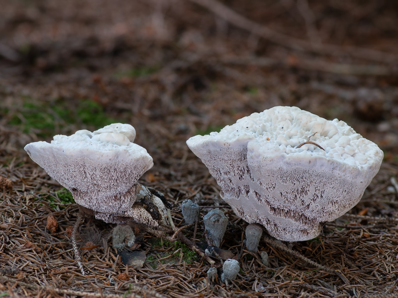 Hydnellum suaveolens